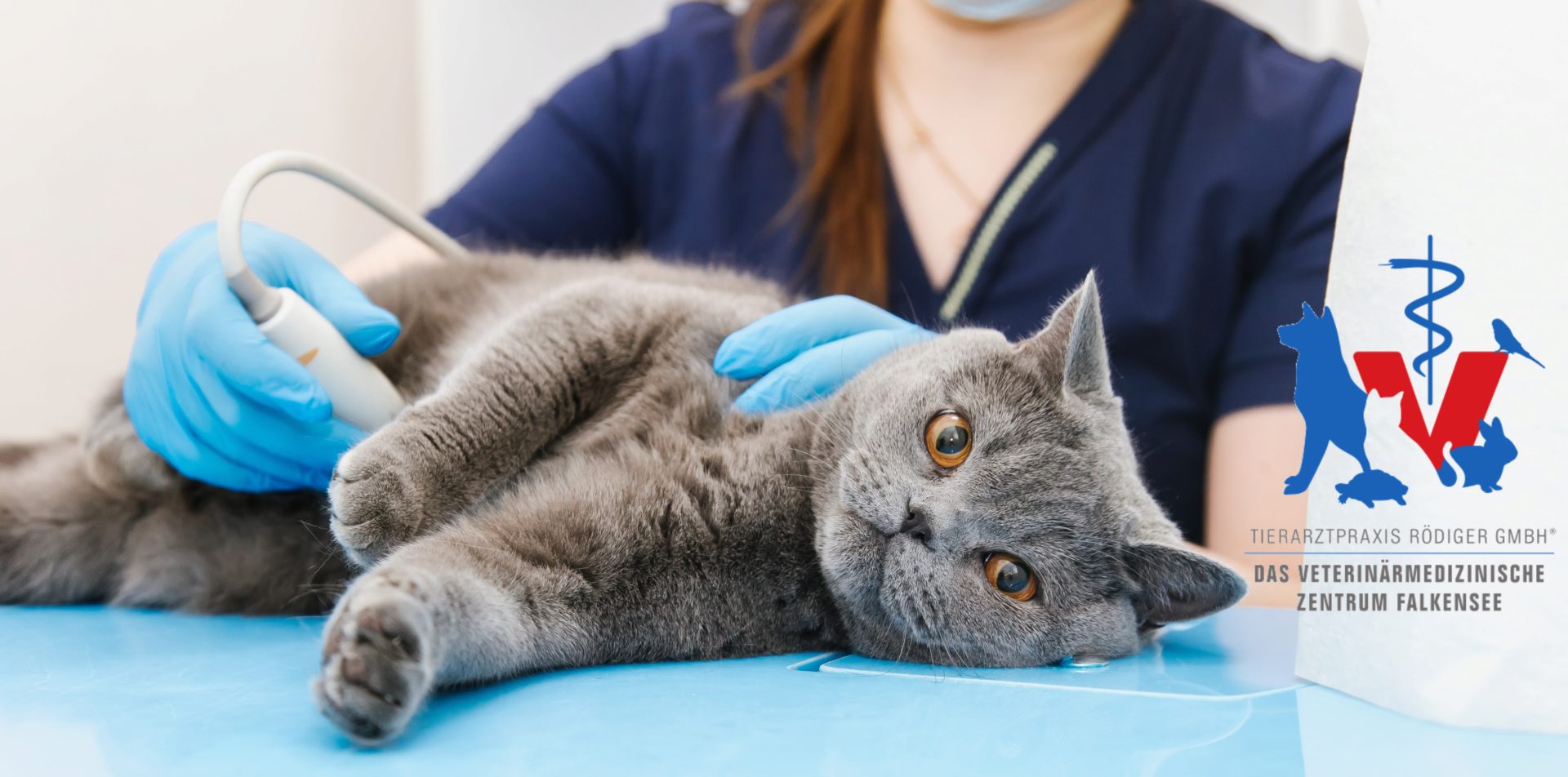 Teaserbild Tierarztpraxis Rödiger GmbH - Das Veterinärmedizinische Zentrum Falkensee